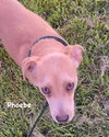 Phoebe - Photo 3