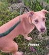 Phoebe - Photo 5