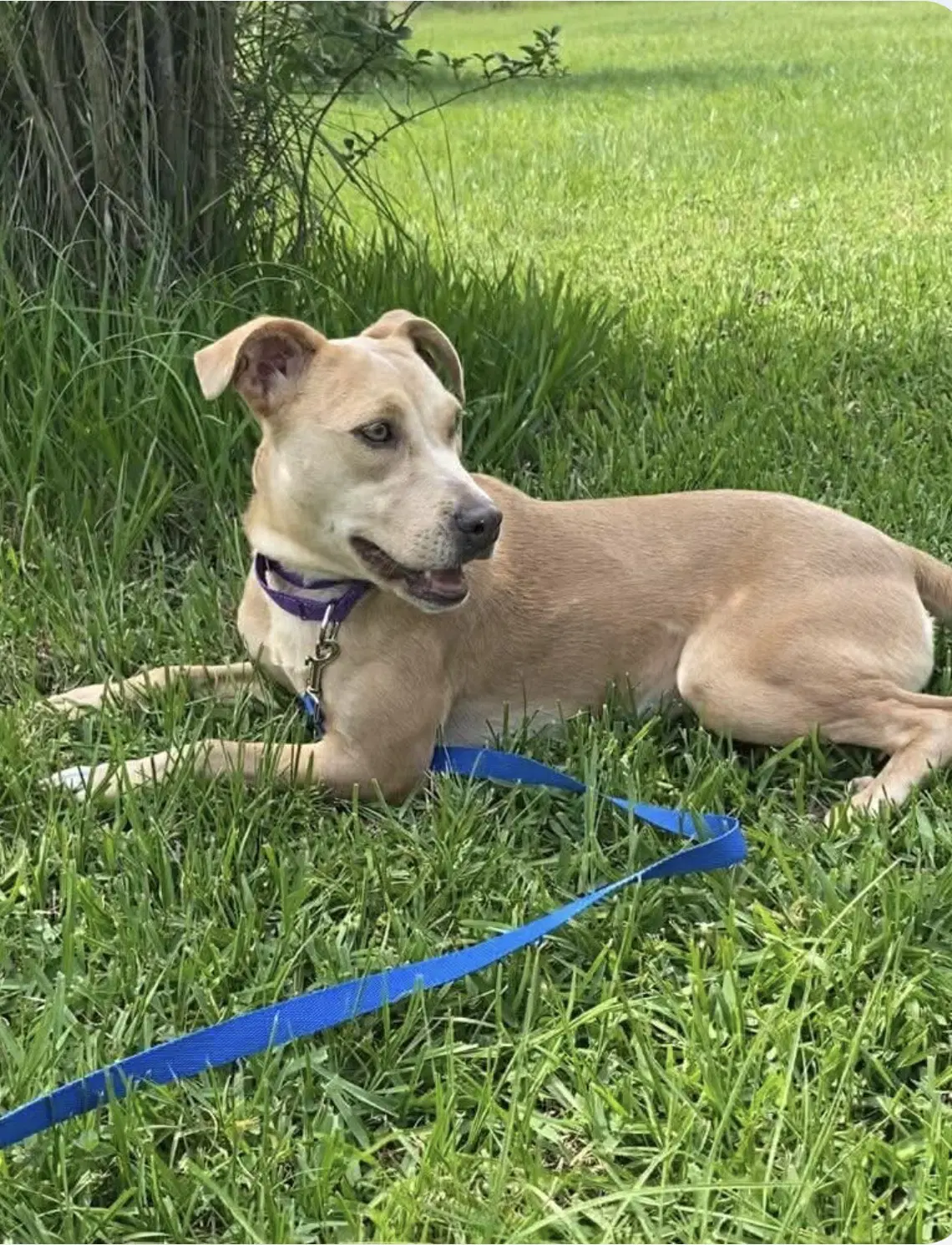 Phoebe - Pit Bull Terrier