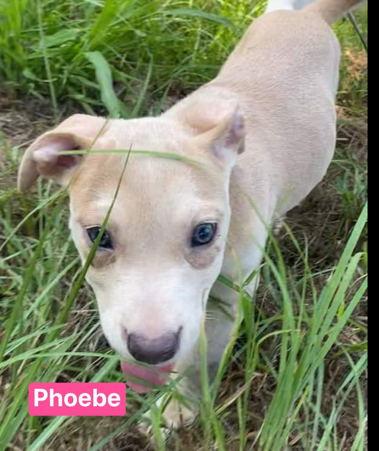 adoptable Dog in Ridgefield, CT named Phoebe