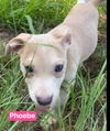 adoptable Dog in , CT named Phoebe