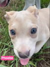 Phoebe - Photo 10