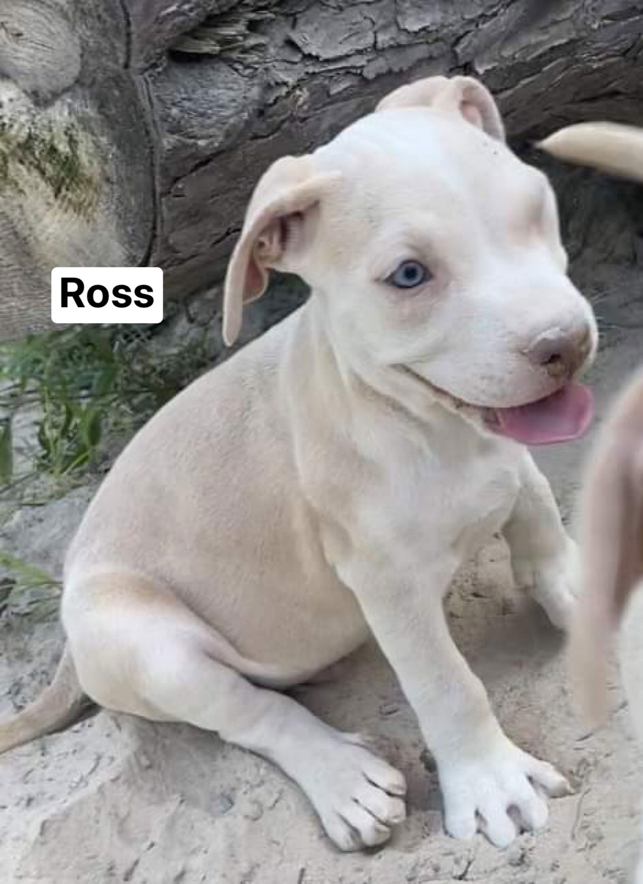 adoptable Dog in Ridgefield, CT named Ross