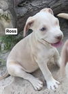 adoptable Dog in , CT named Ross