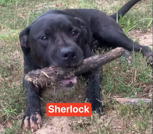 Sherlock photo 5