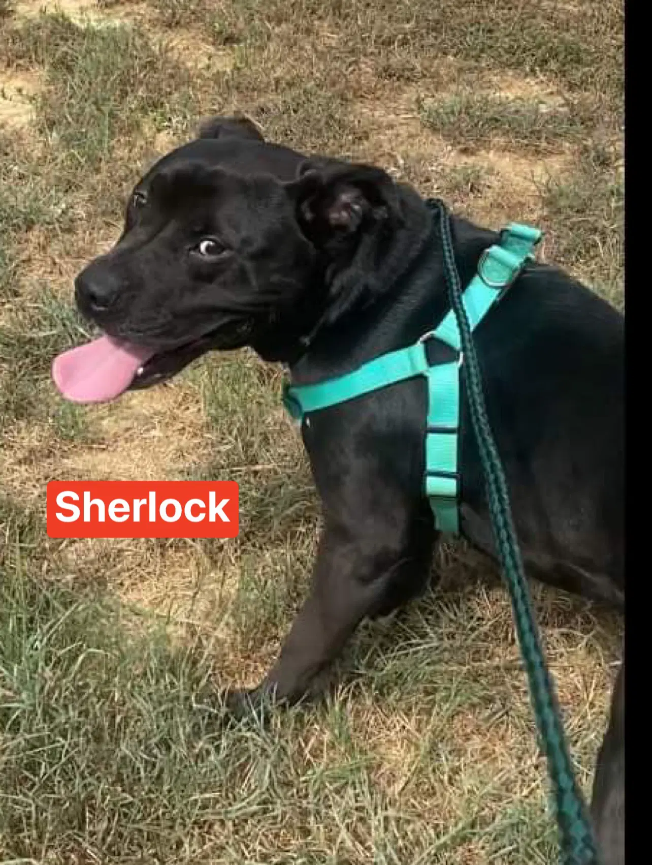 Sherlock image 3