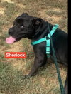 Sherlock - Photo 3