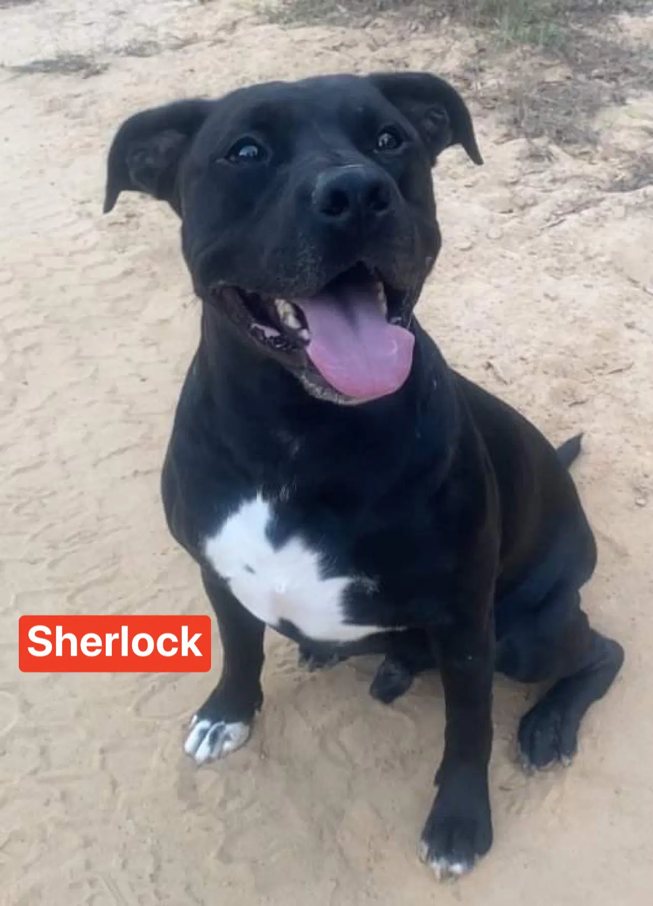 Sherlock - Pit Bull Terrier