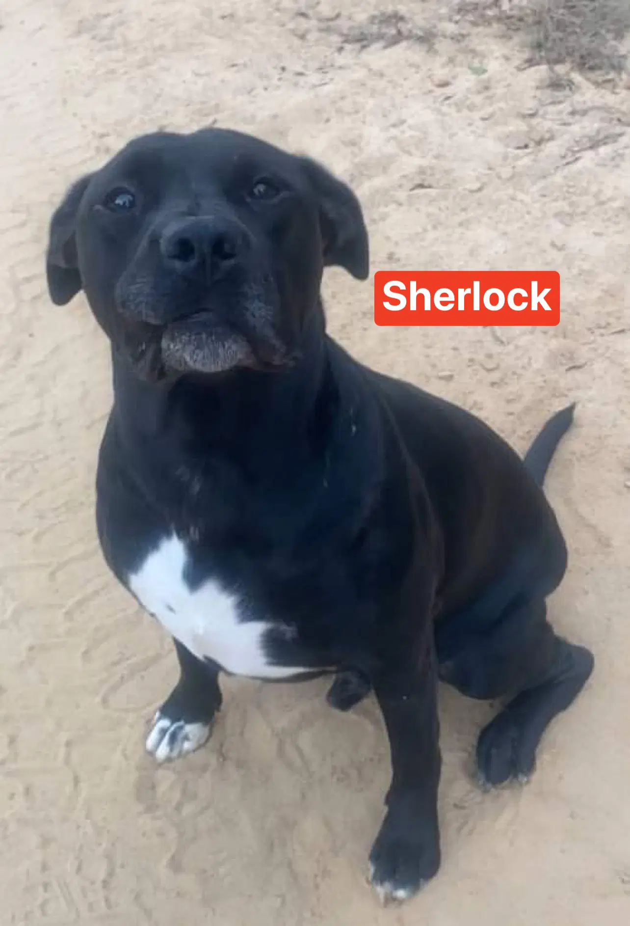 Sherlock image 4