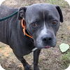 adoptable Dog in ridgefield, CT named Watson