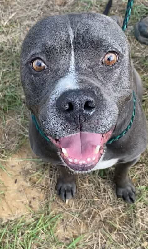Watson photo 6