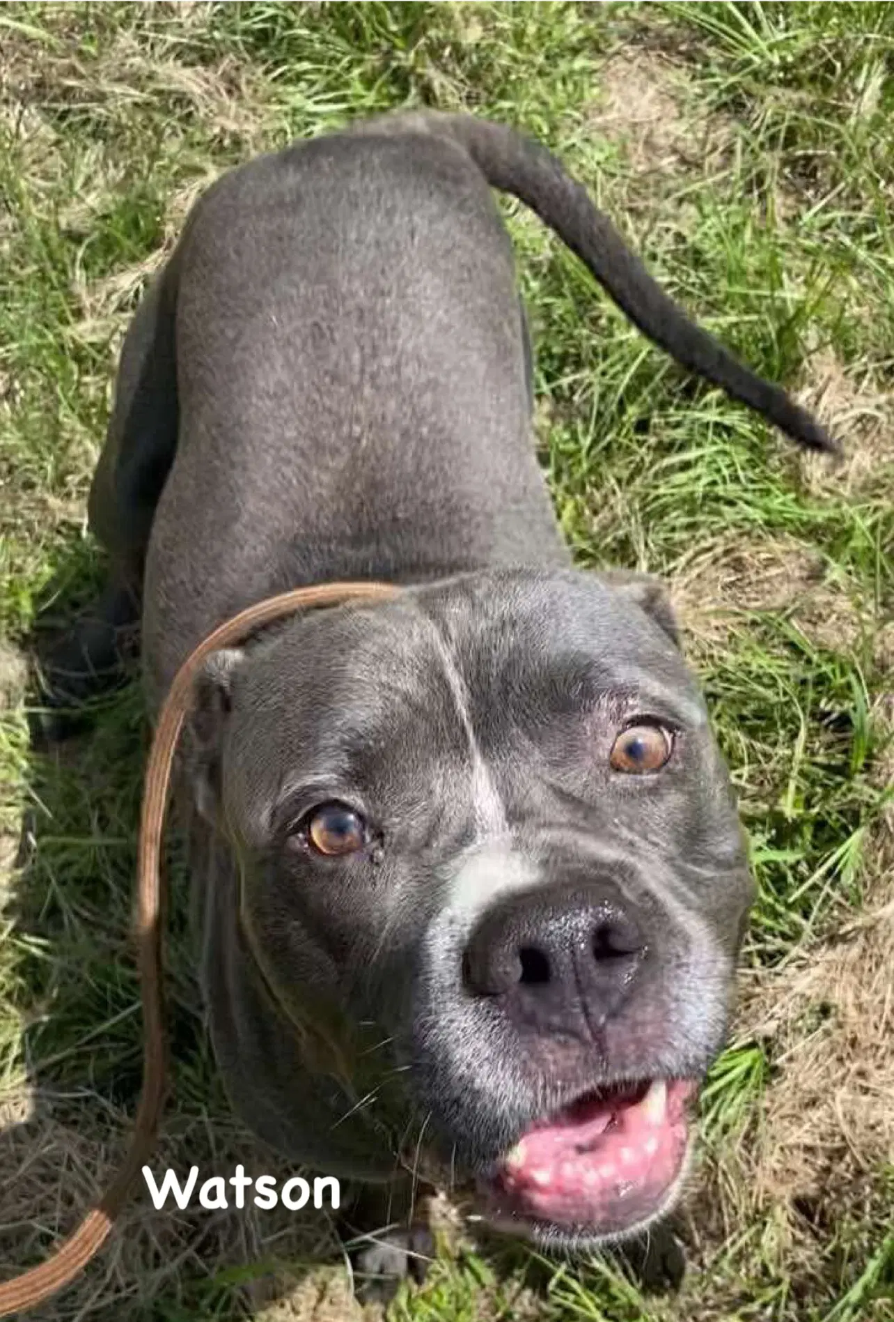 Watson - Pit Bull Terrier