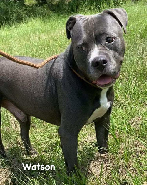 WATSON - Pit Bull Terrier available for adoption