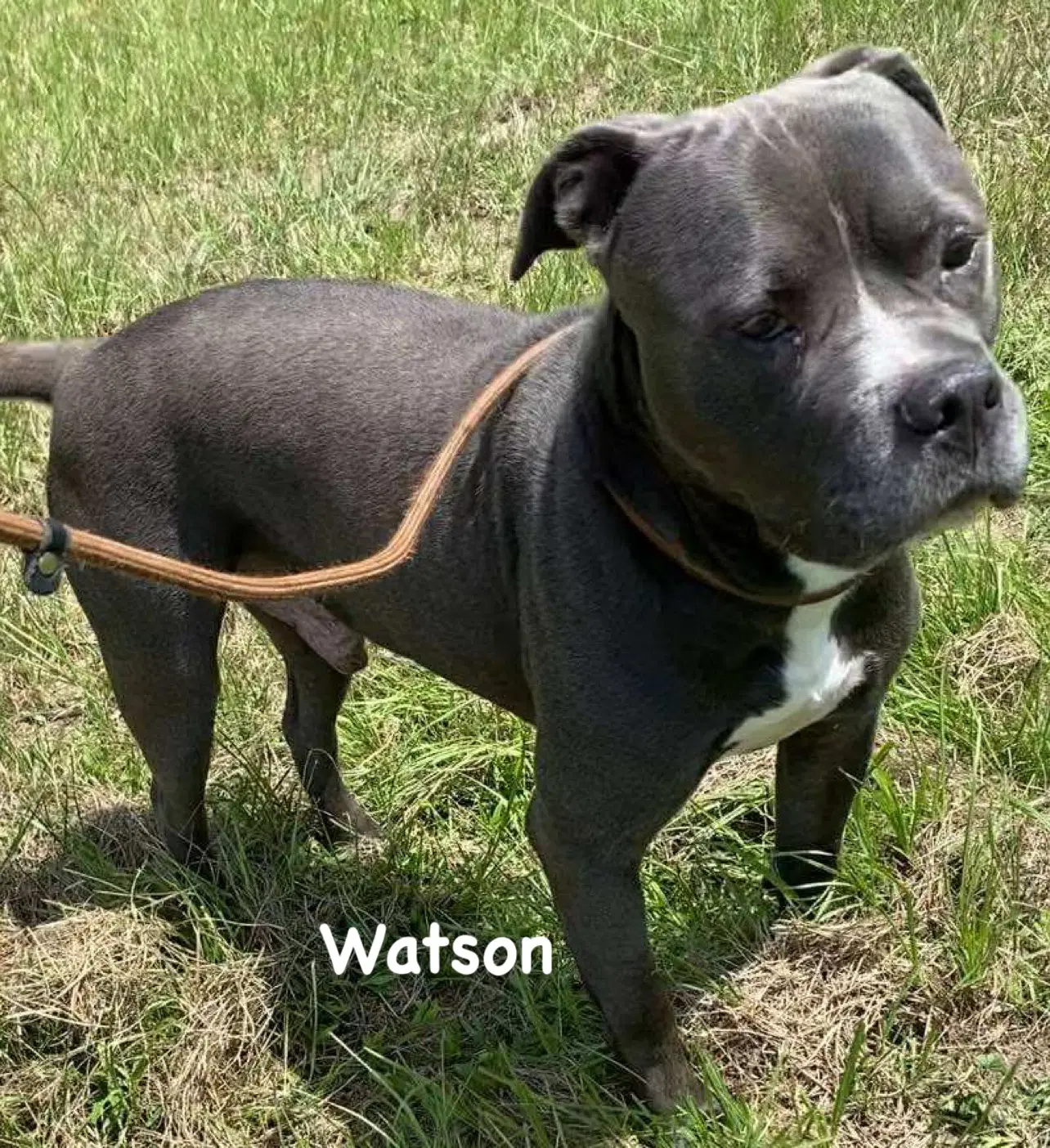 Watson image 4