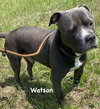 Watson - Photo 4