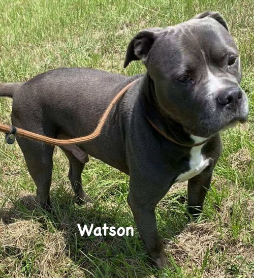 Watson photo 4