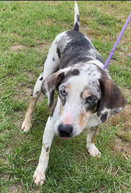 DARLA - Unknown available for adoption