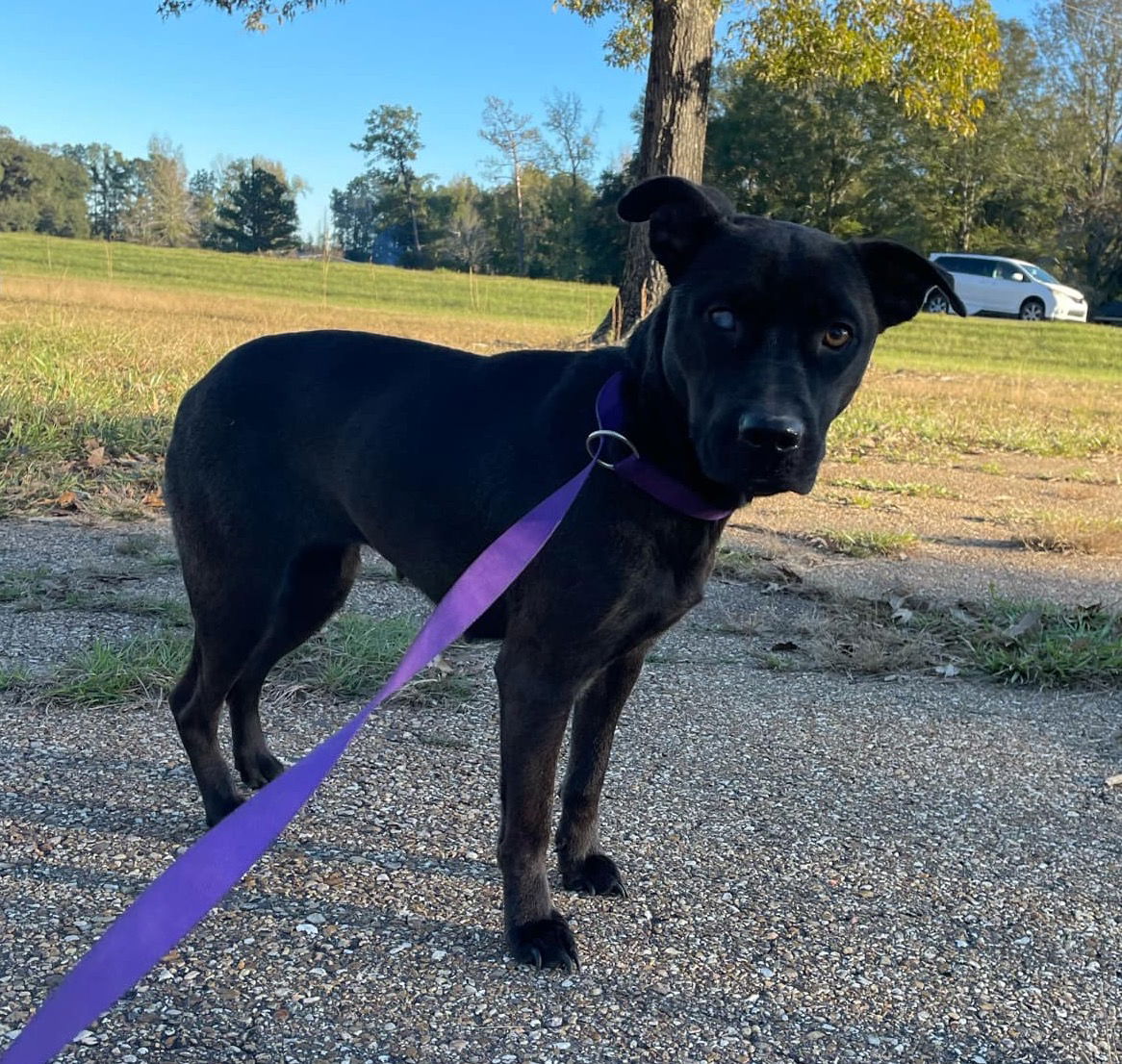 adoptable Dog in Ridgefield, CT named Luna