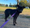 adoptable Dog in ridgefield, CT named Luna