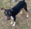 adoptable Dog in ridgefield, CT named Nova
