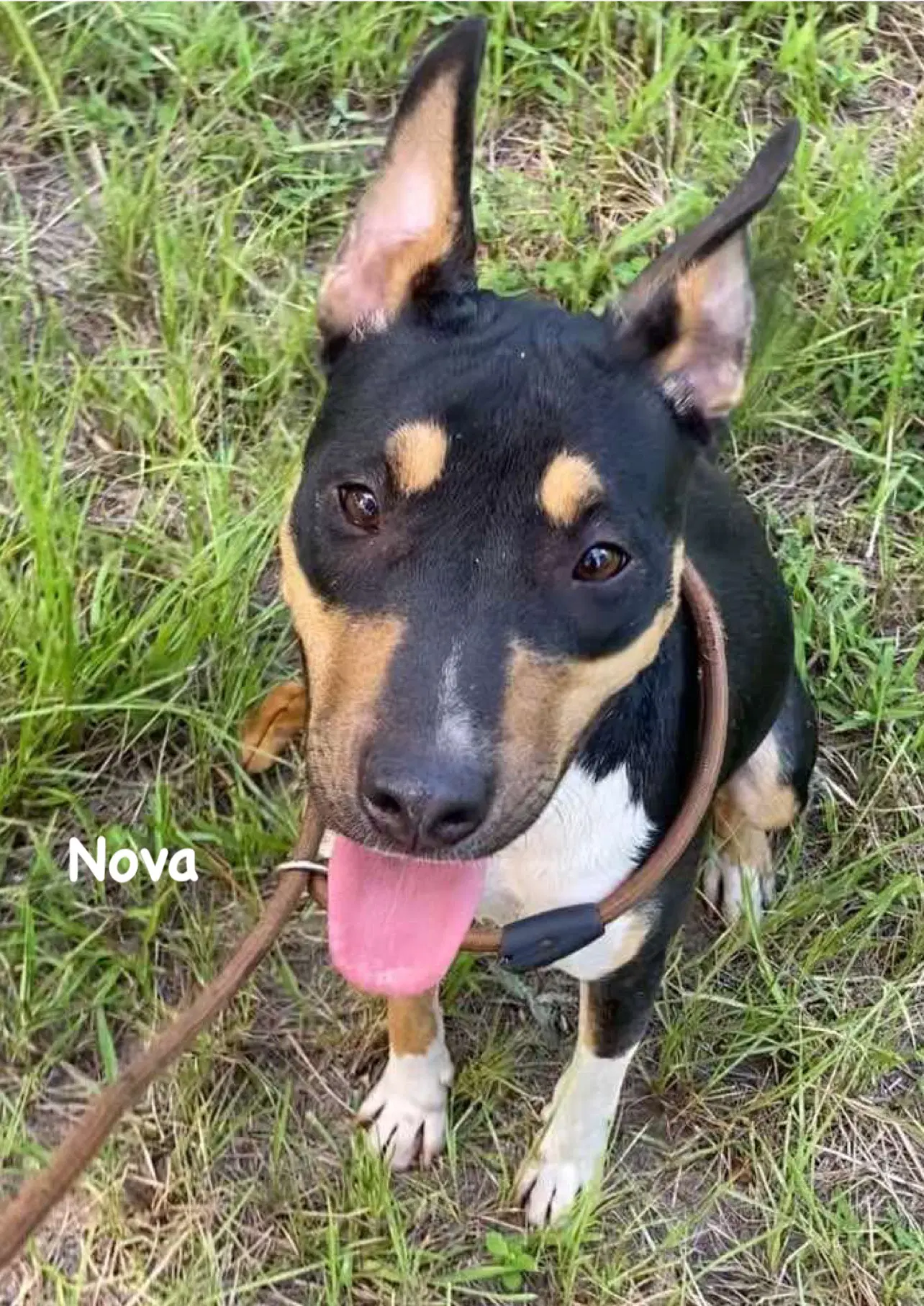 Nova - Catahoula Leopard Dog
