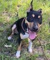 Nova - Photo 5