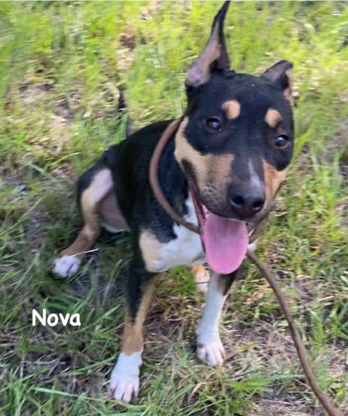 Nova photo 5