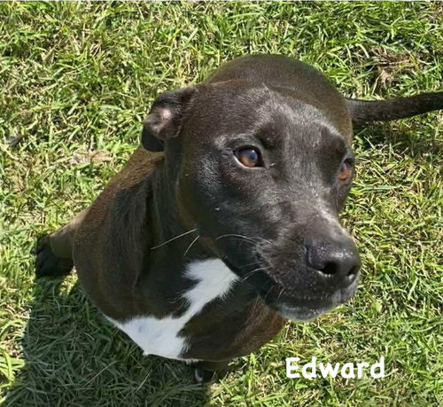 EDWARD - Terrier available for adoption