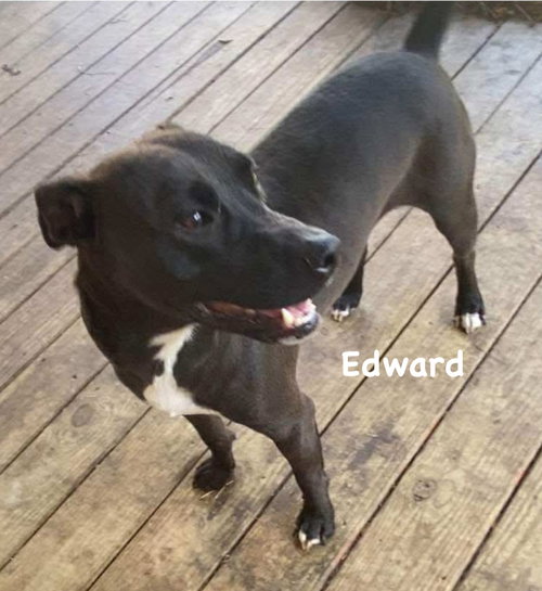 EDWARD - Terrier available for adoption