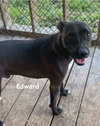 Edward - Photo 5