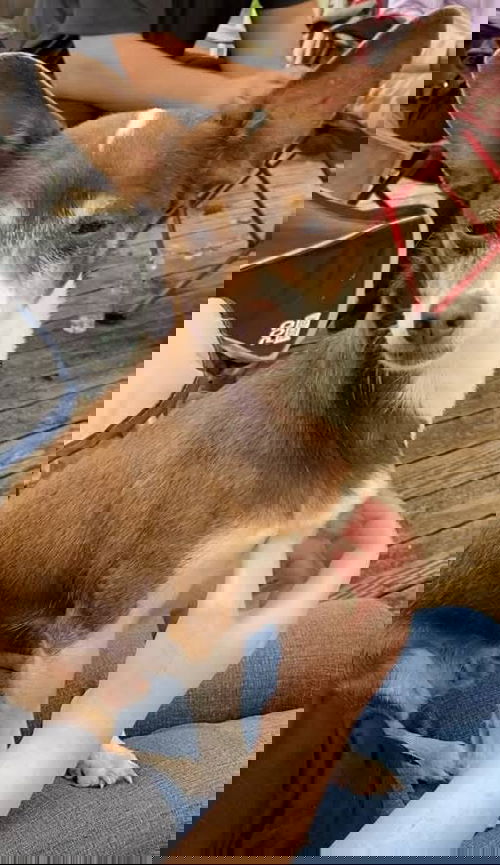 animal-image