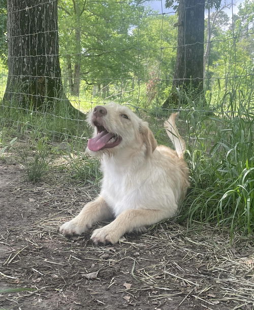 picture of the dog needing adoption