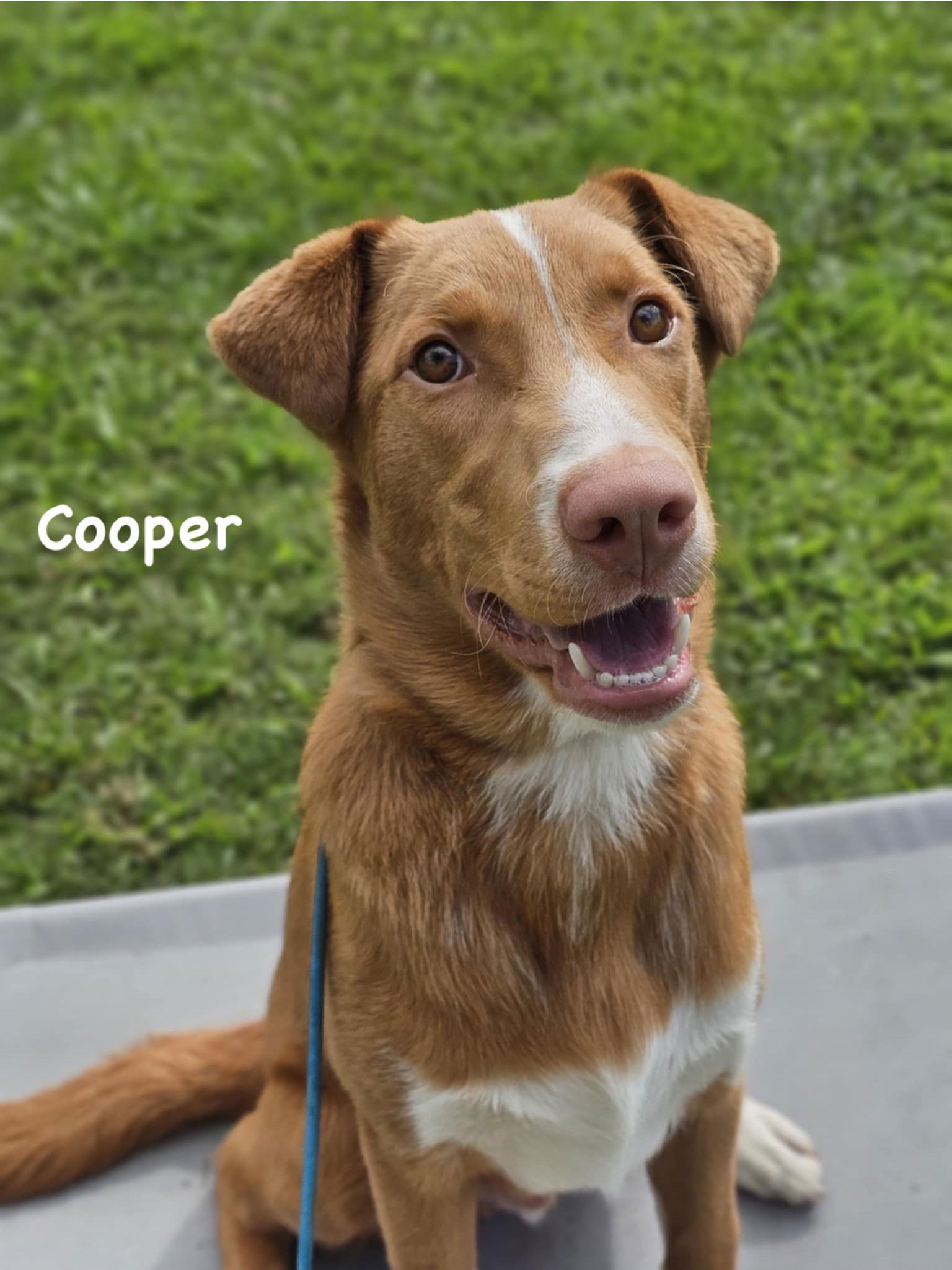 adoptable Dog in Ridgefield, CT named Cooper