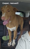Cooper - Photo 2