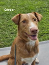 Cooper - Photo 3