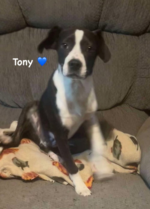 TONY - Unknown available for adoption