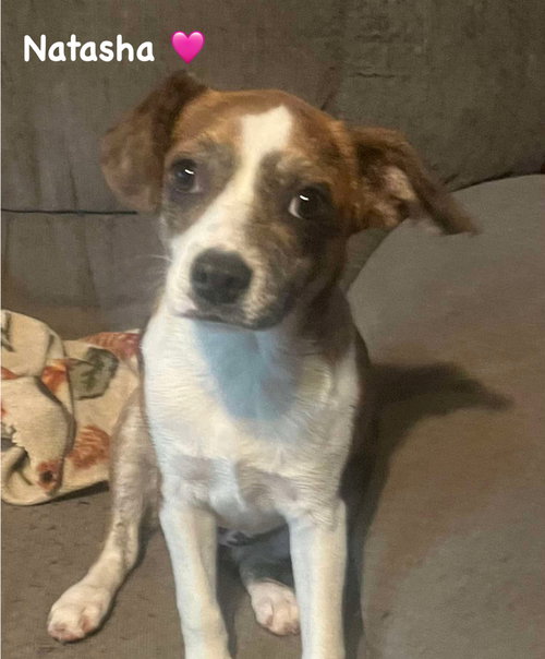 NATASHA - Unknown available for adoption