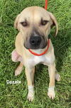 adoptable Dog in  named Dazzle