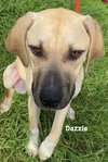 Dazzle - Photo 10