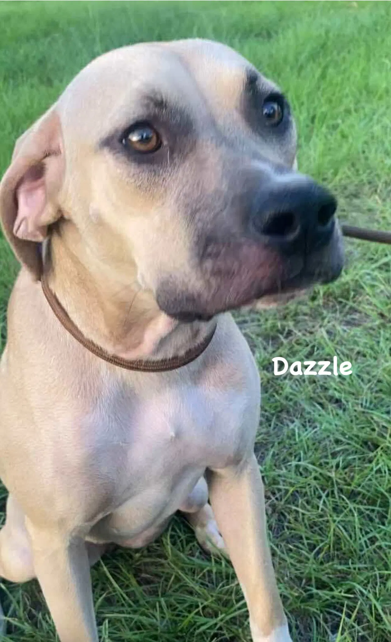 Dazzle - Lab and Black Mouth Cur