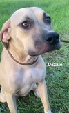 Dazzle - Photo 1