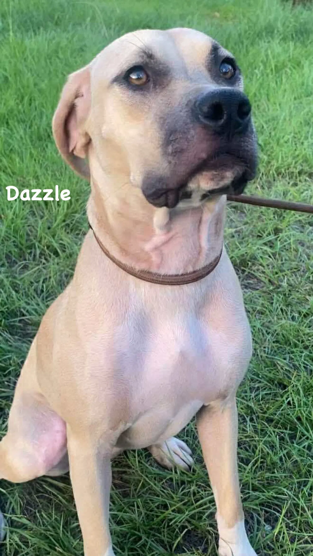 Dazzle image 4