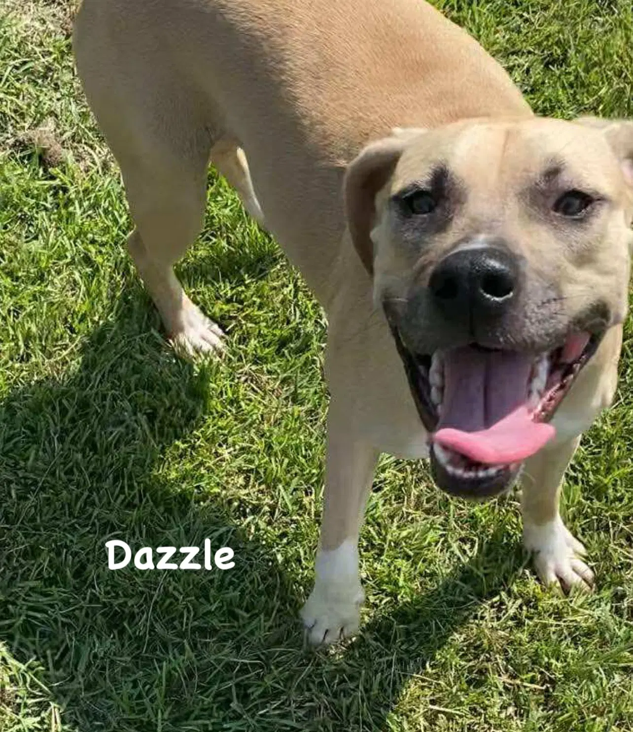 Dazzle image 2