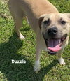 Dazzle - Photo 2
