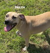 Dazzle - Photo 5