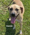 Dazzle - Photo 8