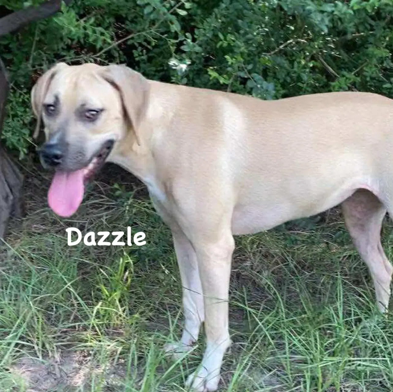 Dazzle image 3
