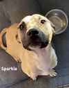 adoptable Dog in  named Sparkle