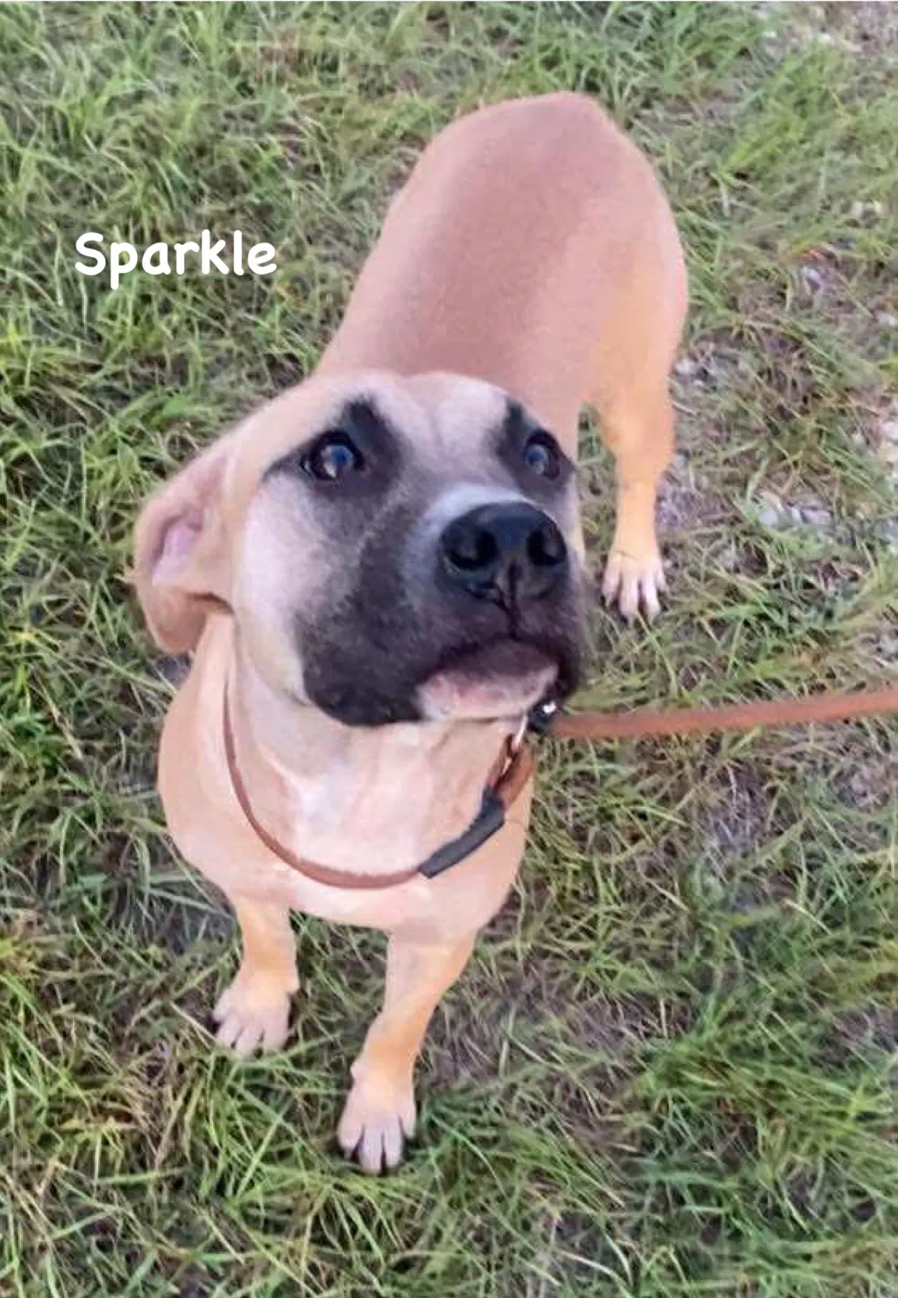 Sparkle image 4