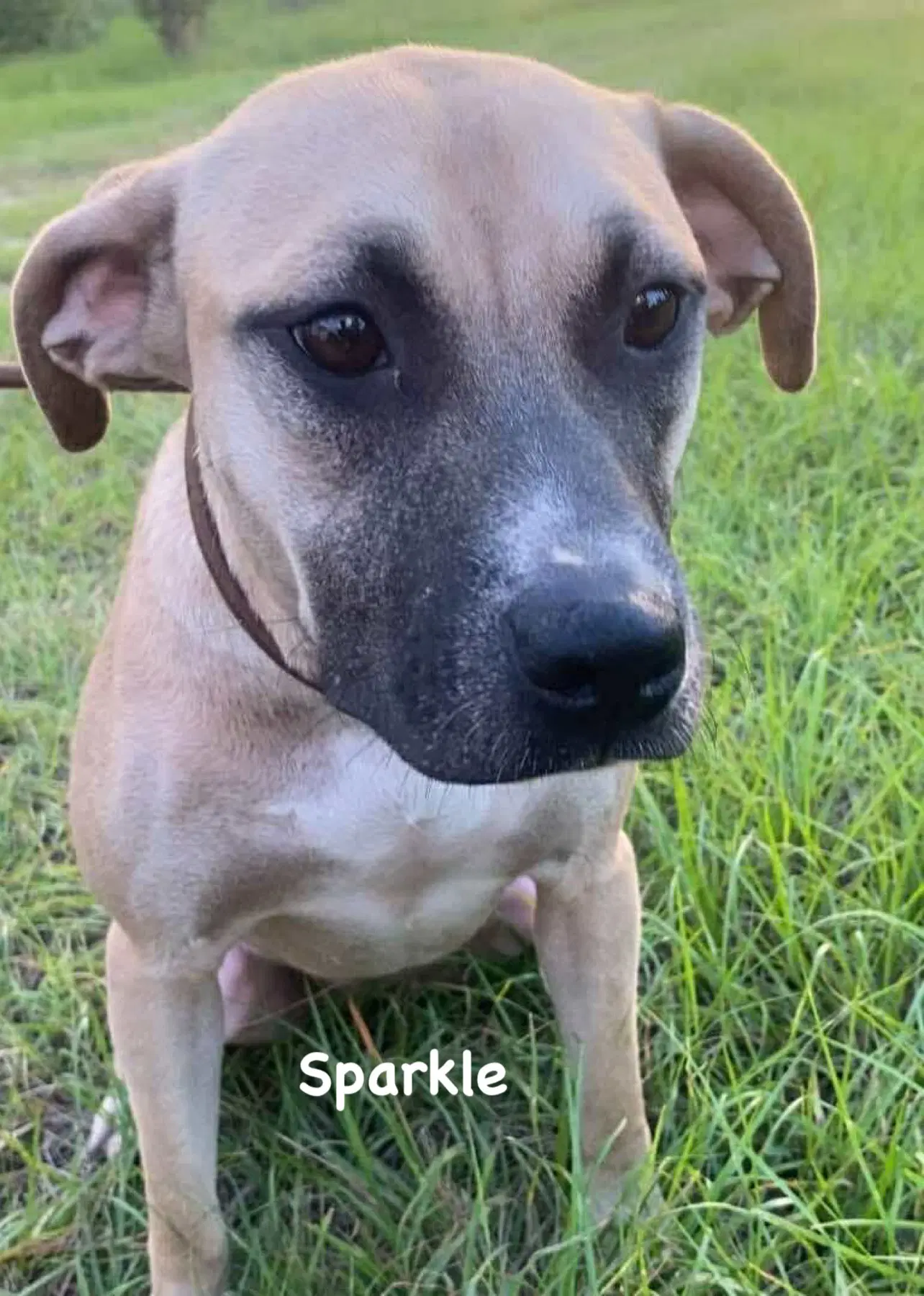 Sparkle image 2